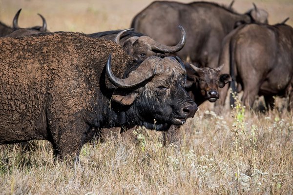 Bufallo — wildlife in Tanzania