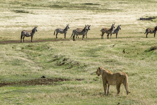 Lion hunting — wildlife in Tanzania