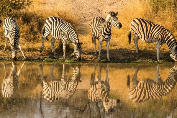 Zebra by the river — wildlife in Tanzania