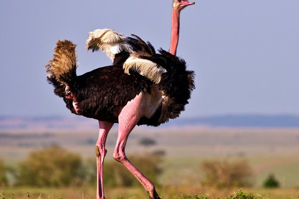 Ostritch — wildlife in Tanzania