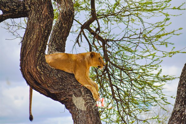 Lion on tree — wildlife in Tanzania