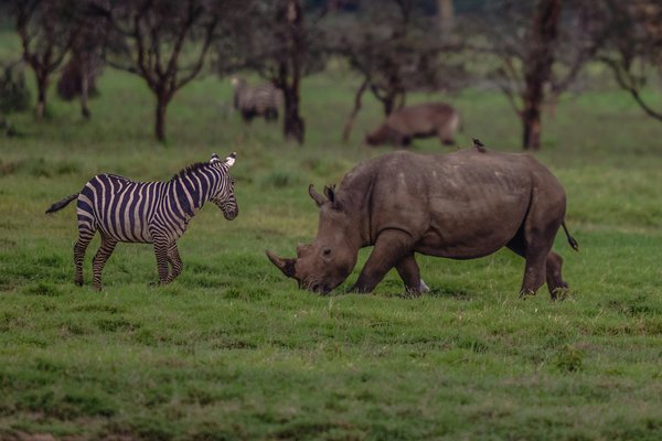 Rhino — wildlife in Tanzania