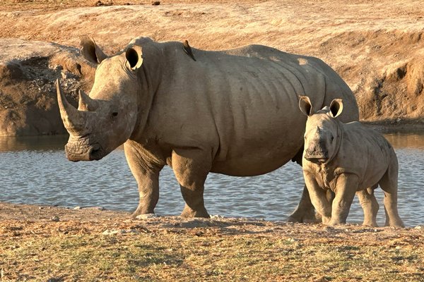 Rhino — wildlife in Tanzania