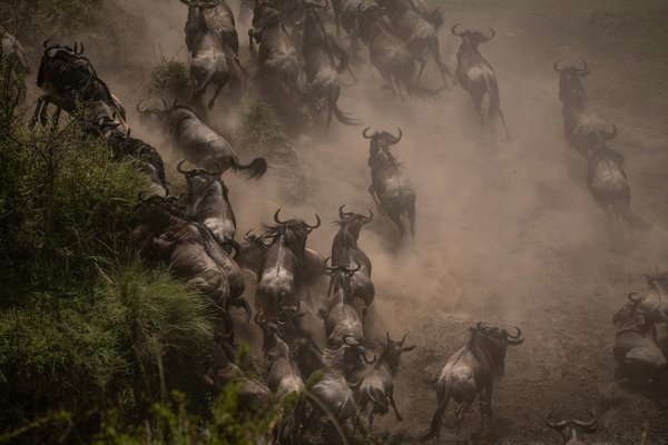 Migration — wildlife in Tanzania