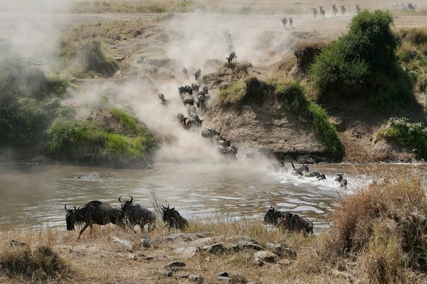 Migration -  River Crossing — wildlife in Tanzania