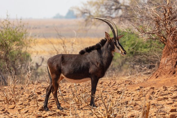 Katavi — wildlife in Tanzania