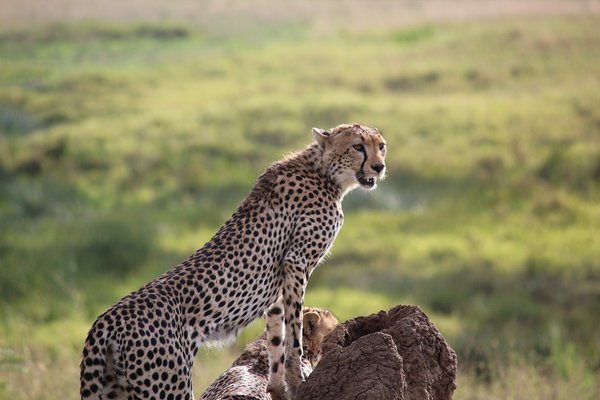 Cheetah — wildlife in Tanzania