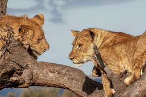 Lions on tree