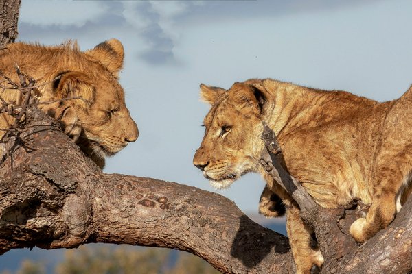 Lions on tree — wildlife in Tanzania