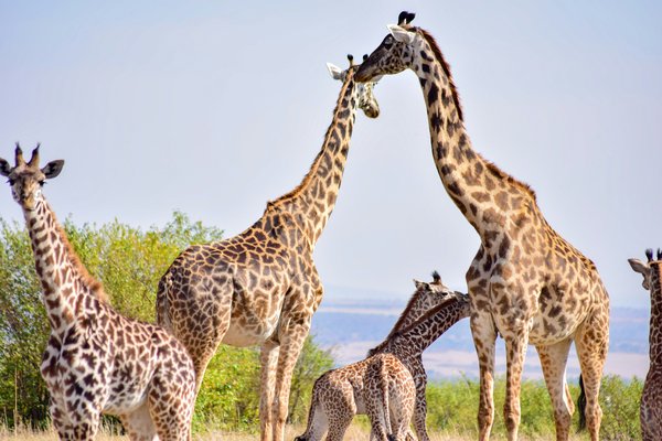 Zebra — wildlife in Tanzania