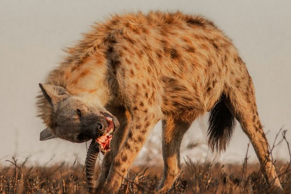 Hyena — wildlife in Tanzania