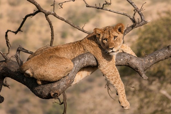 Tree Climbing LIon — wildlife in Tanzania