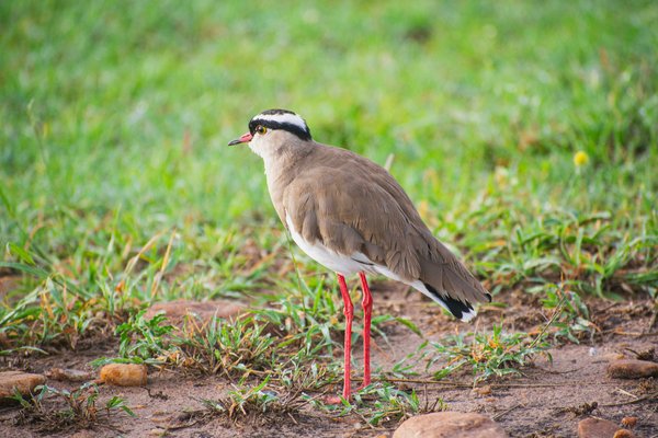 Bird Watching — wildlife in Tanzania