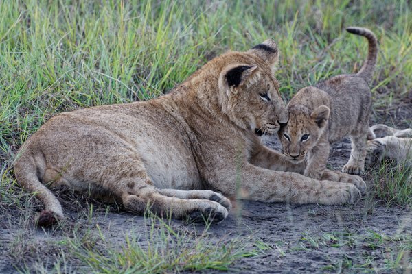 Lions and Cubs — wildlife in Tanzania