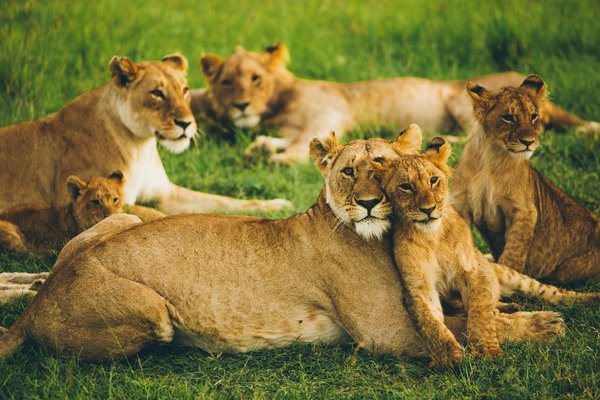 Lions and Cubs — wildlife in Tanzania