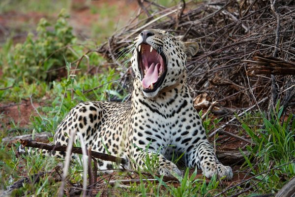 Leopard — wildlife in Tanzania