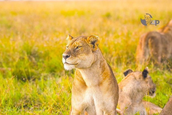 Lion — wildlife in Tanzania