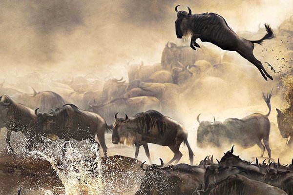 Migration — wildlife in Tanzania