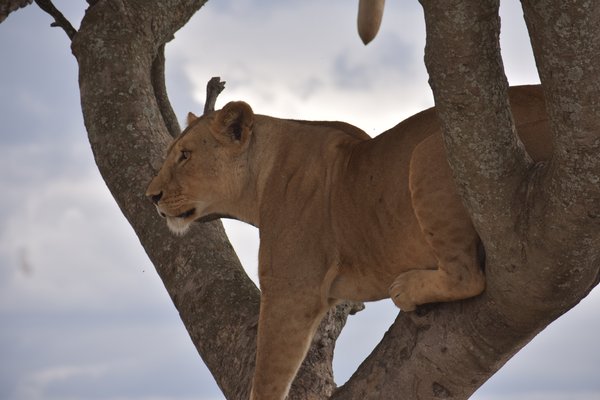 Lion — wildlife in Tanzania