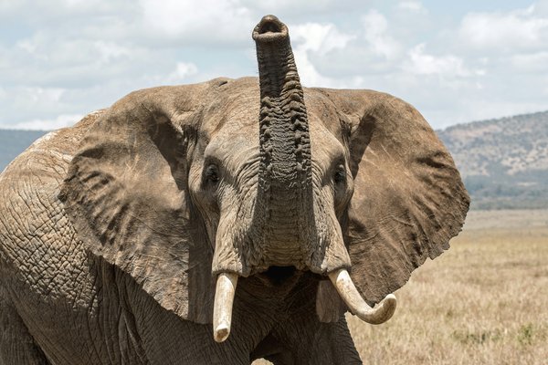 Elephant — wildlife in Tanzania