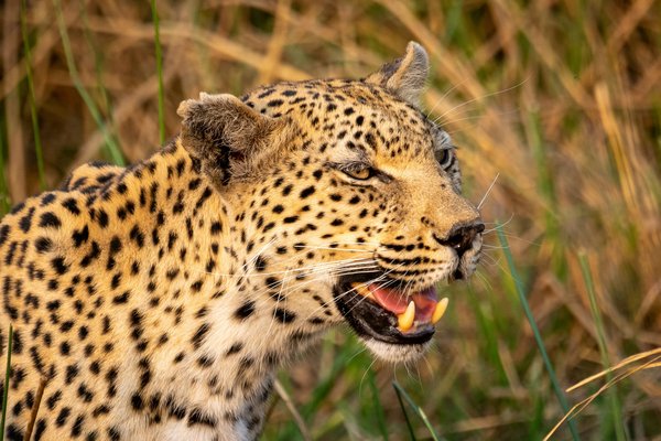 Leopard — wildlife in Tanzania