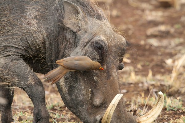Elephant — wildlife in Tanzania