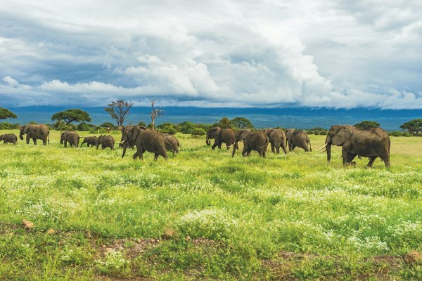Elephant — wildlife in Tanzania