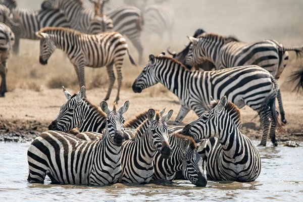 Zebra — wildlife in Tanzania