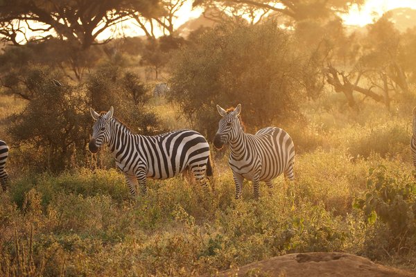 Zebra — wildlife in Tanzania