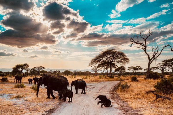 Elephant - Tarangire — wildlife in Tanzania