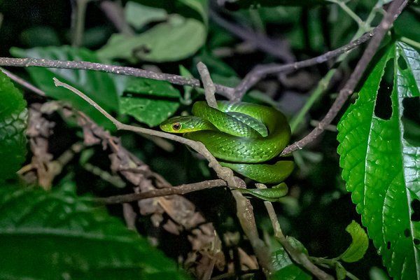 Usambara — trekking in Tanzania