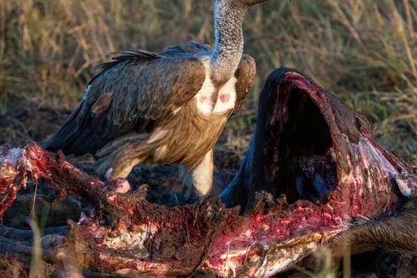 Vulture — wildlife in Tanzania