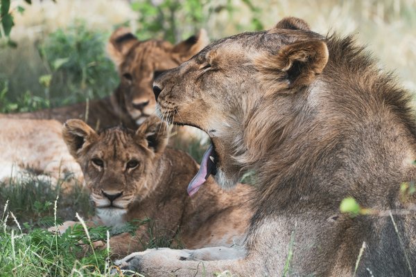 Lions — wildlife in Tanzania