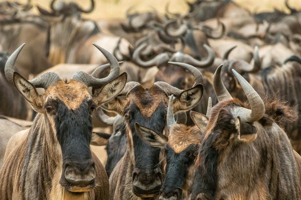 Wildbeest — wildlife in Tanzania