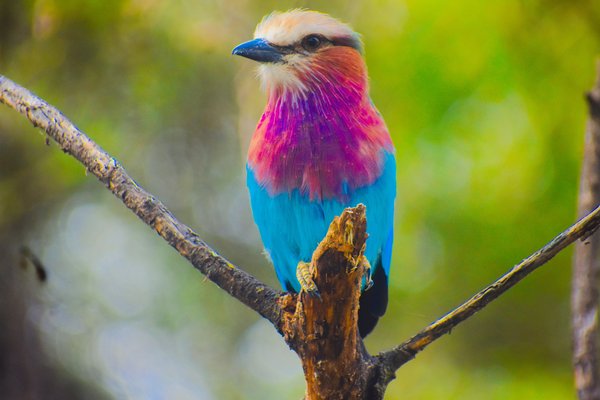 Birding — wildlife in Tanzania