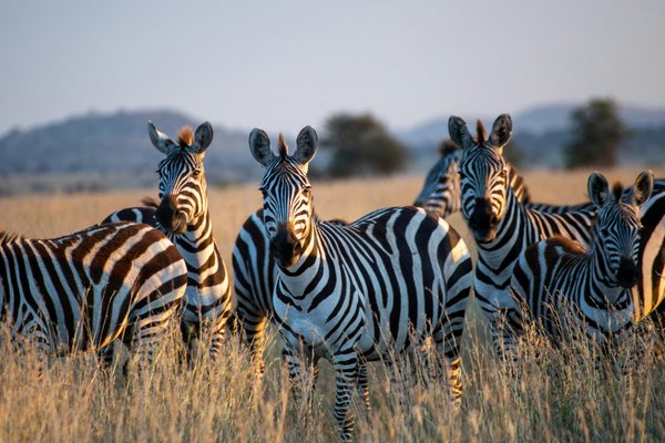 Zebra — wildlife in Tanzania