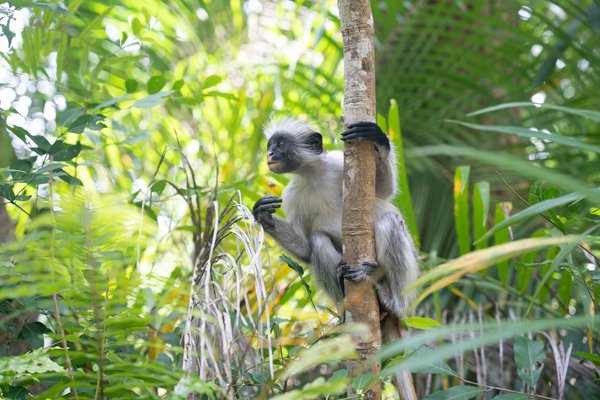 Monkey — wildlife in Tanzania