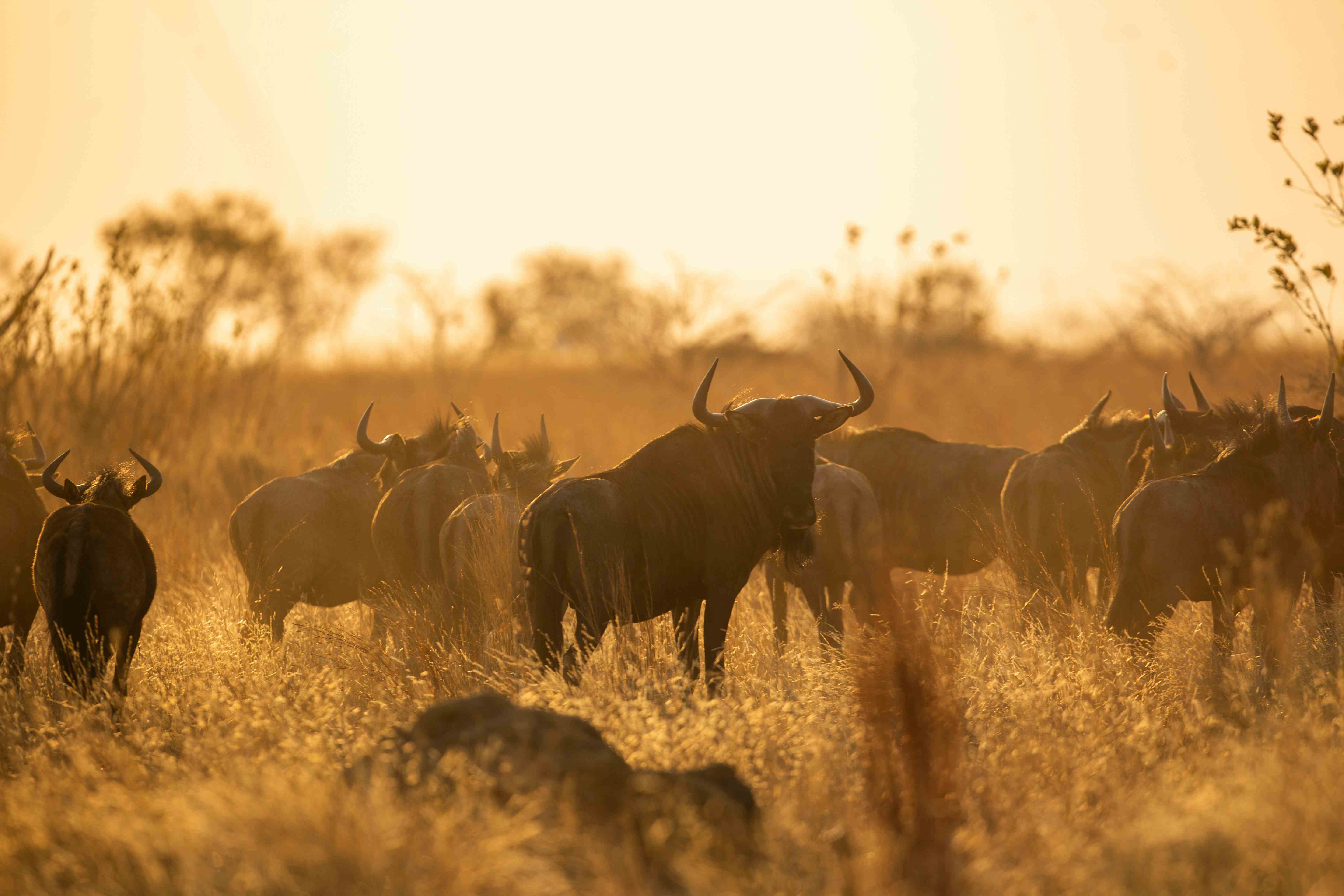 Great Migration Safari Cost in Tanzania: 2026–2027 Guide