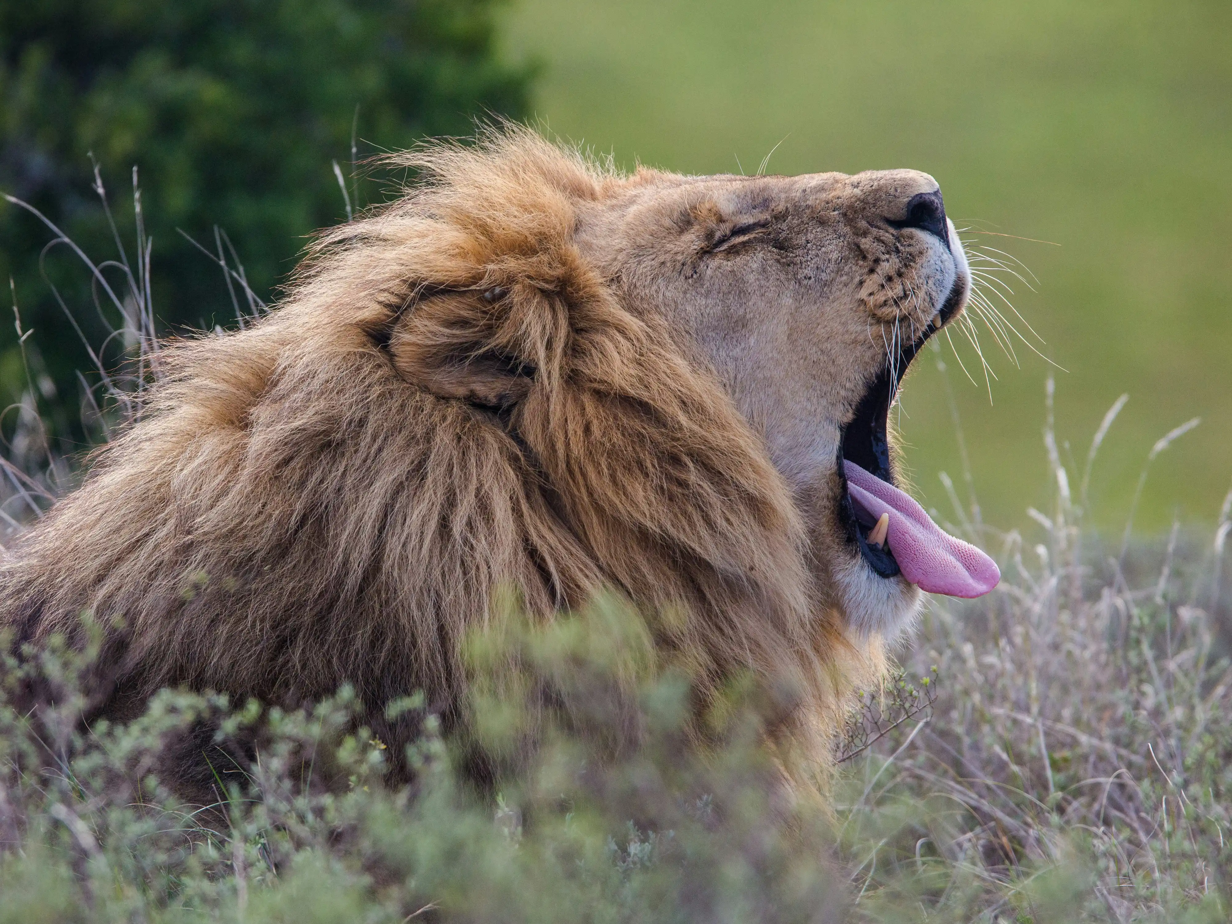 Serengeti vs Ngorongoro vs Tarangire: Which Should You Visit?