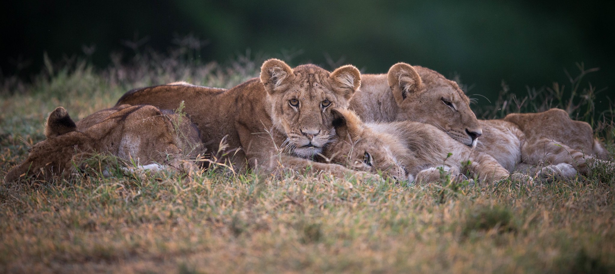 Big Five Safaris in Tanzania