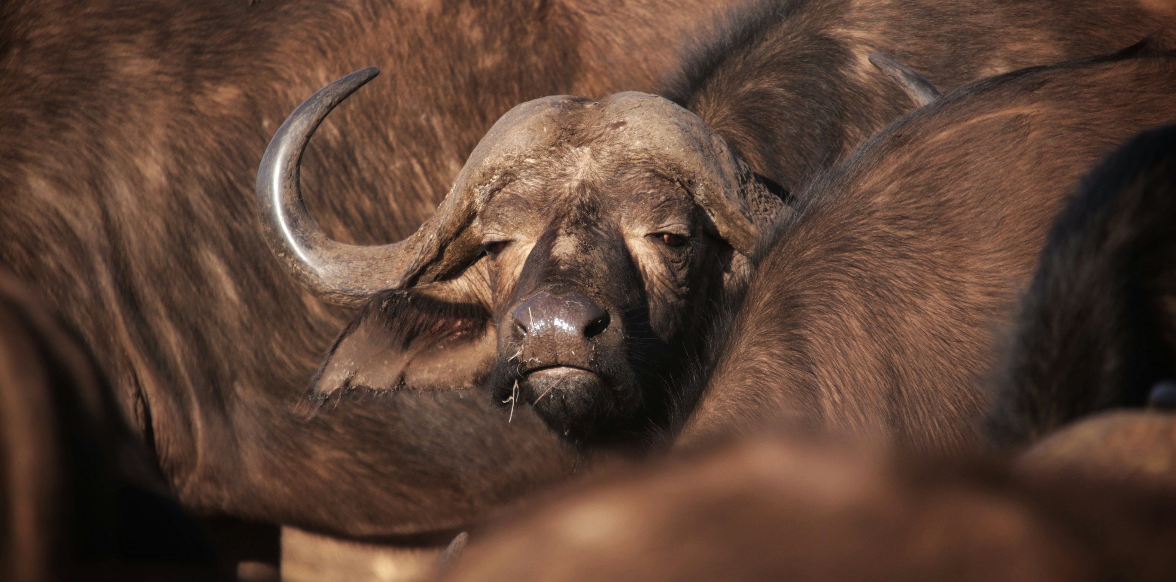 Calving Season Safaris in Tanzania