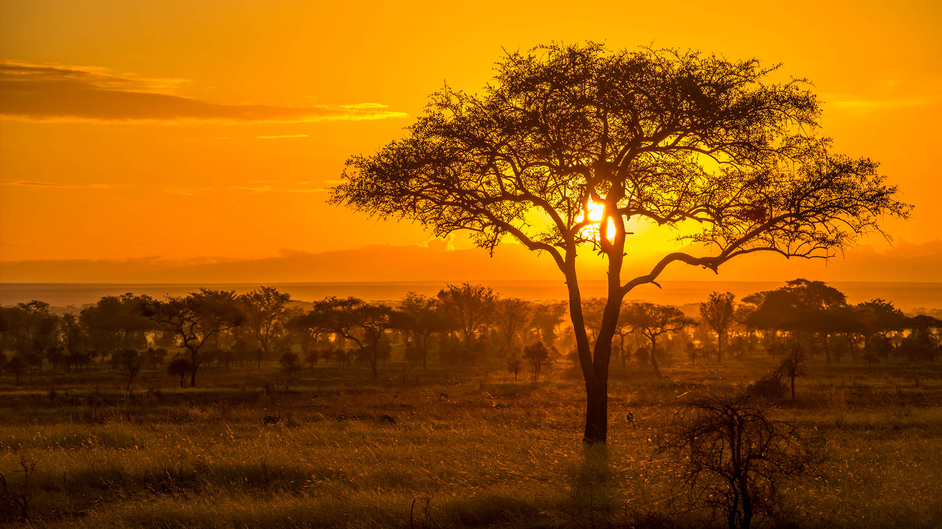 Sunset — safari in Tanzania