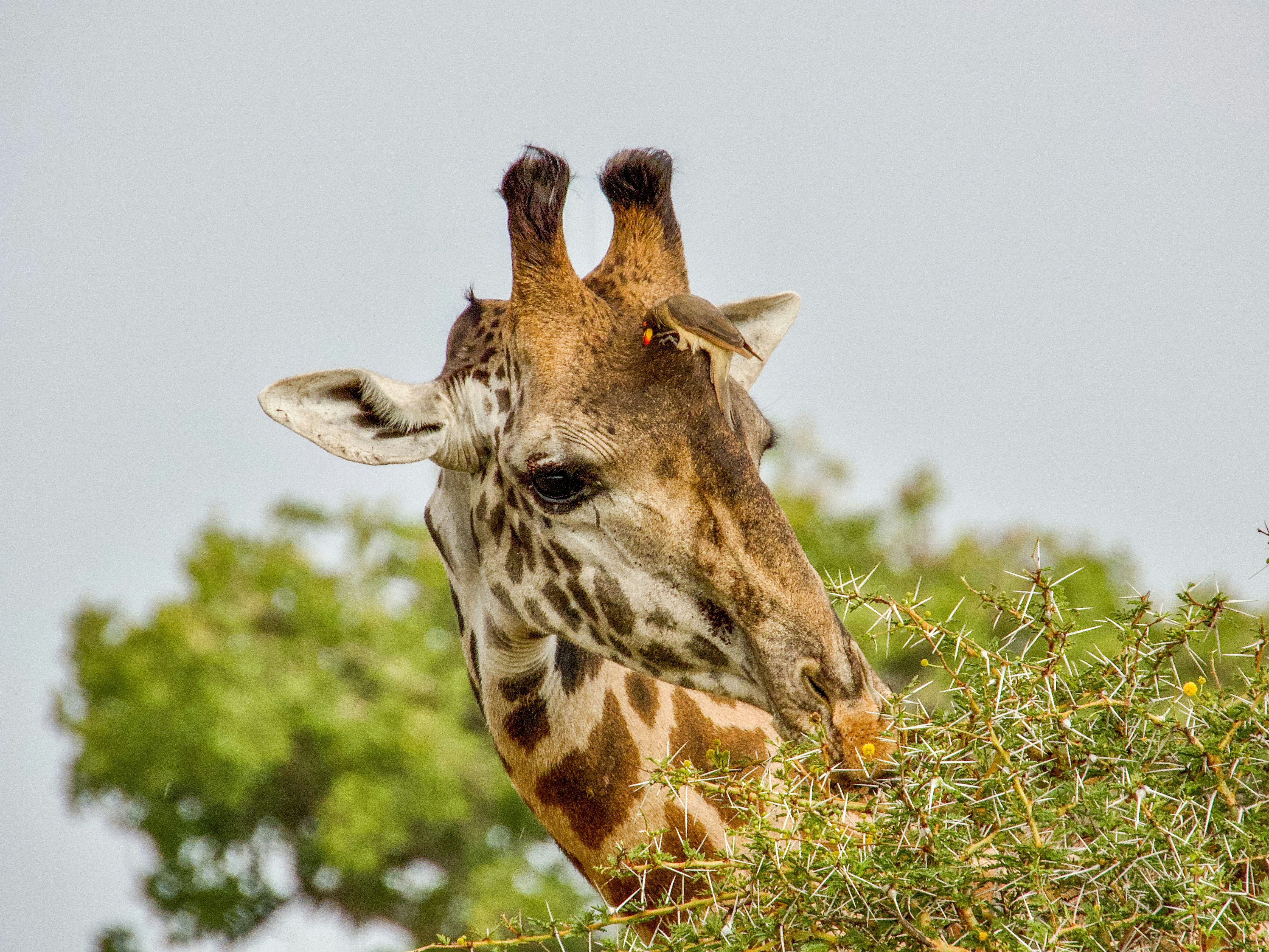 Giraffe — wildlife in Tanzania