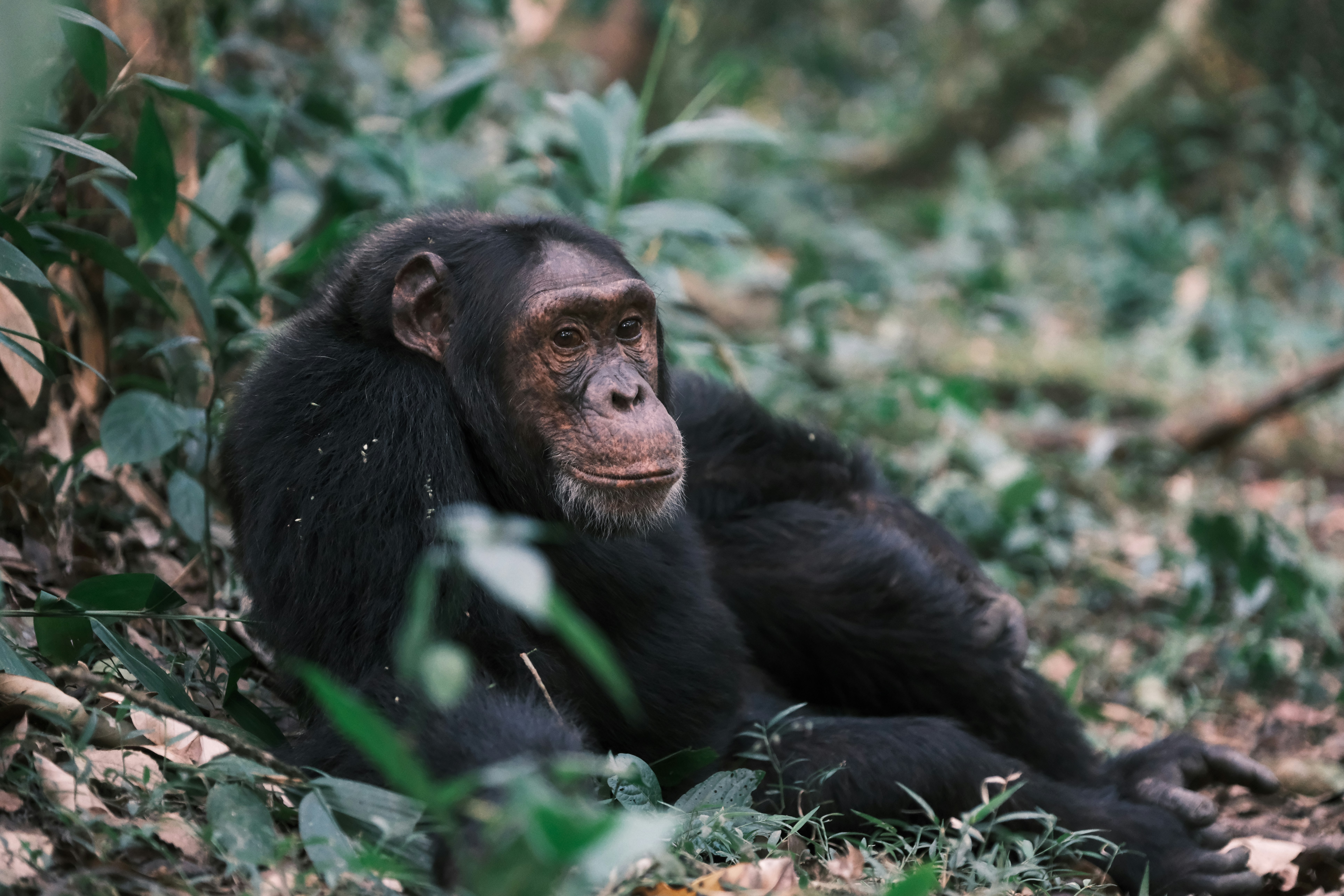 Chimpanzee — wildlife in Tanzania