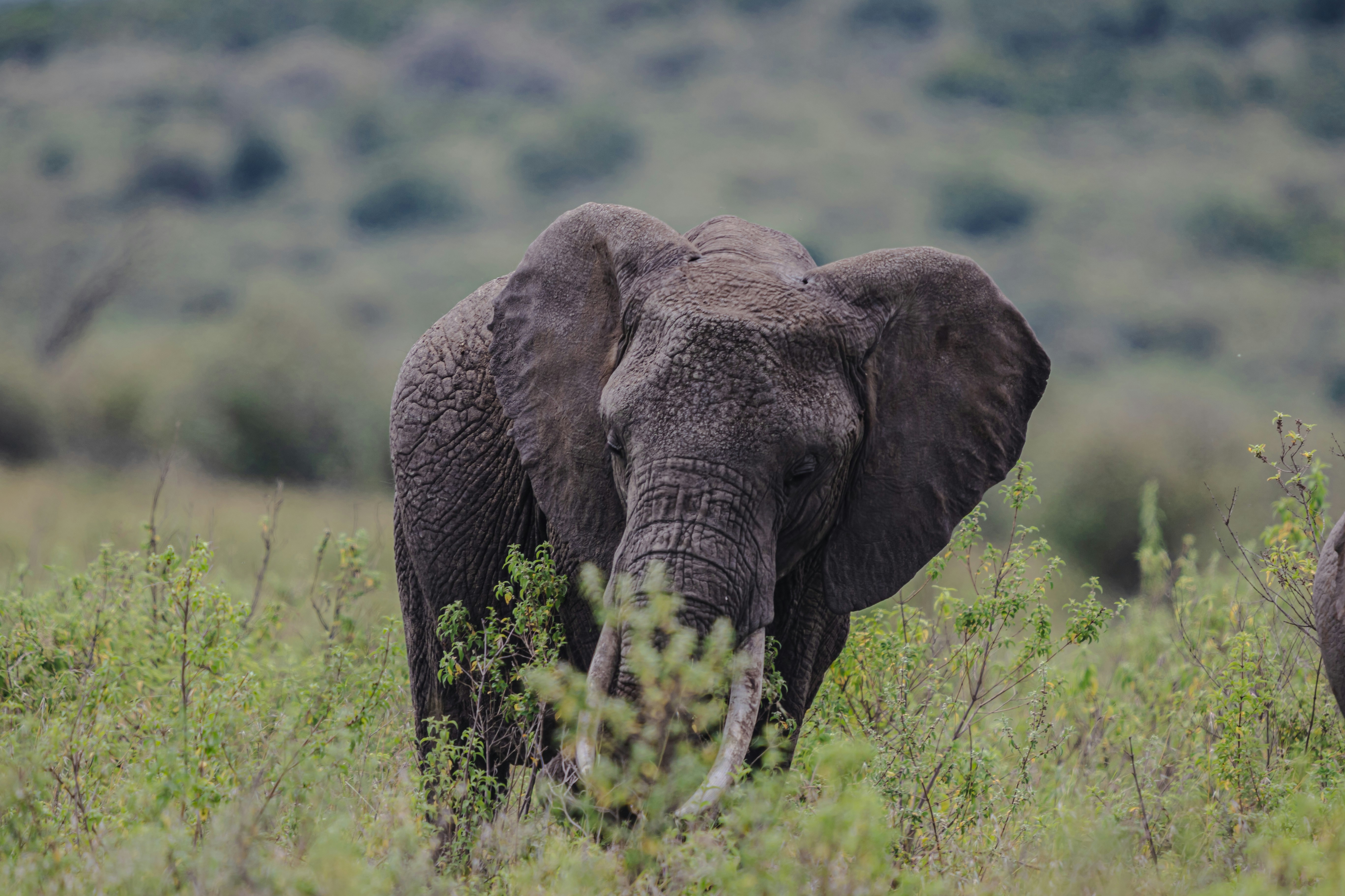 Elephant — wildlife in Tanzania