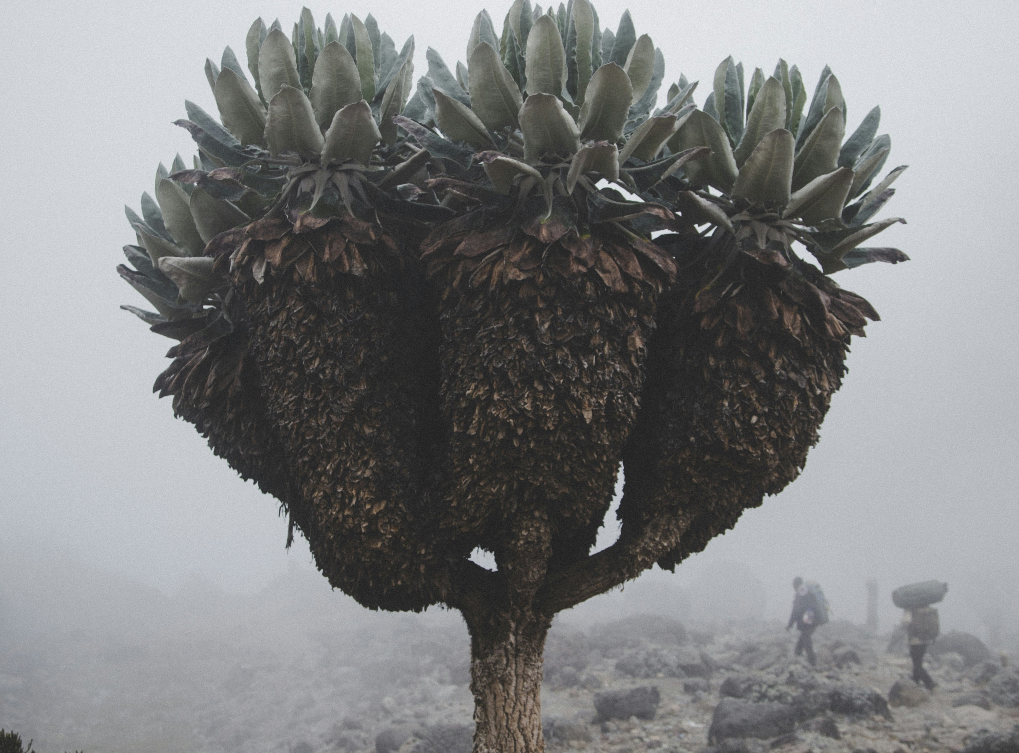 Kilimnjaro — trekking in Tanzania