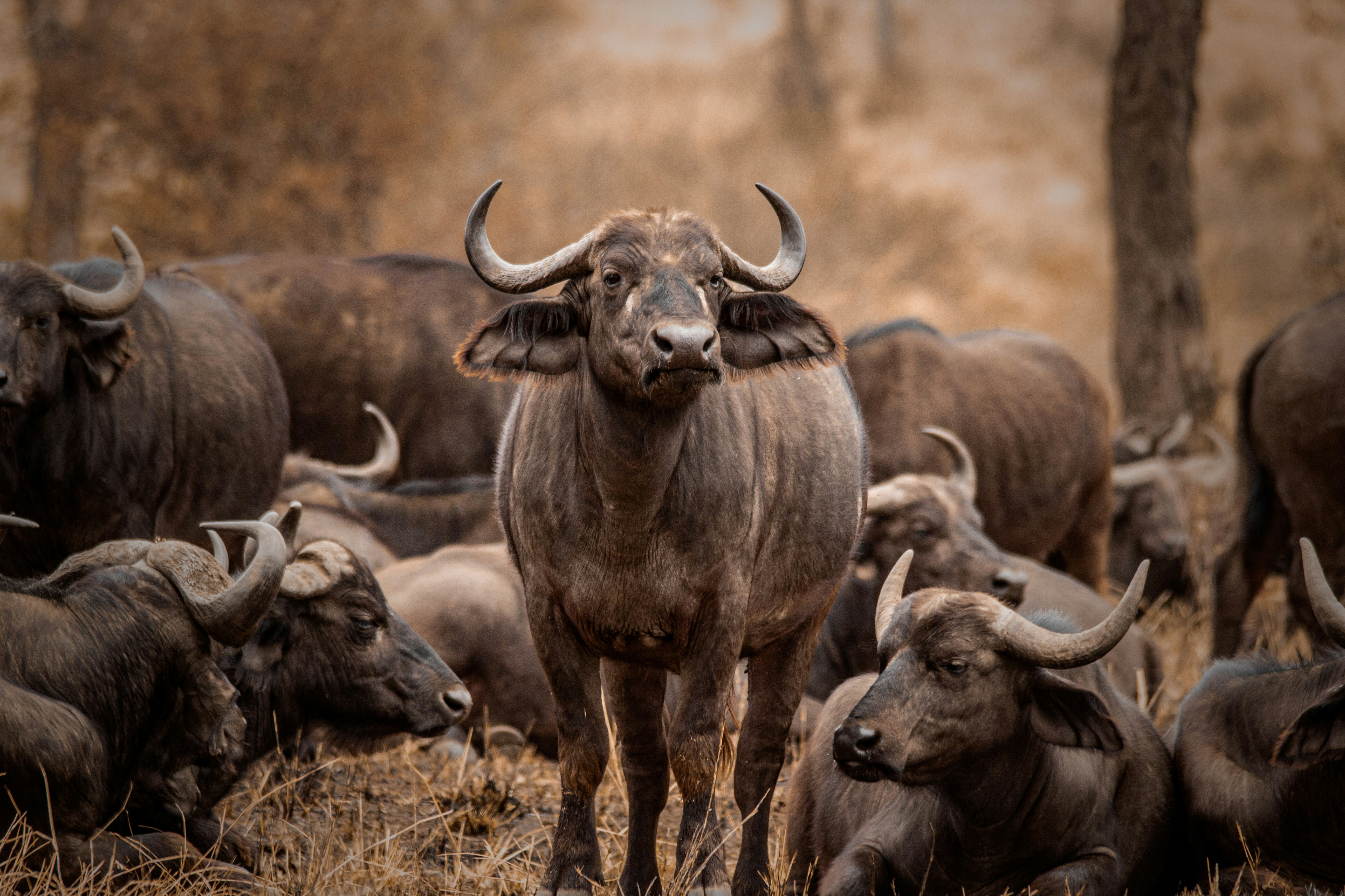 Bufallo — wildlife in Tanzania