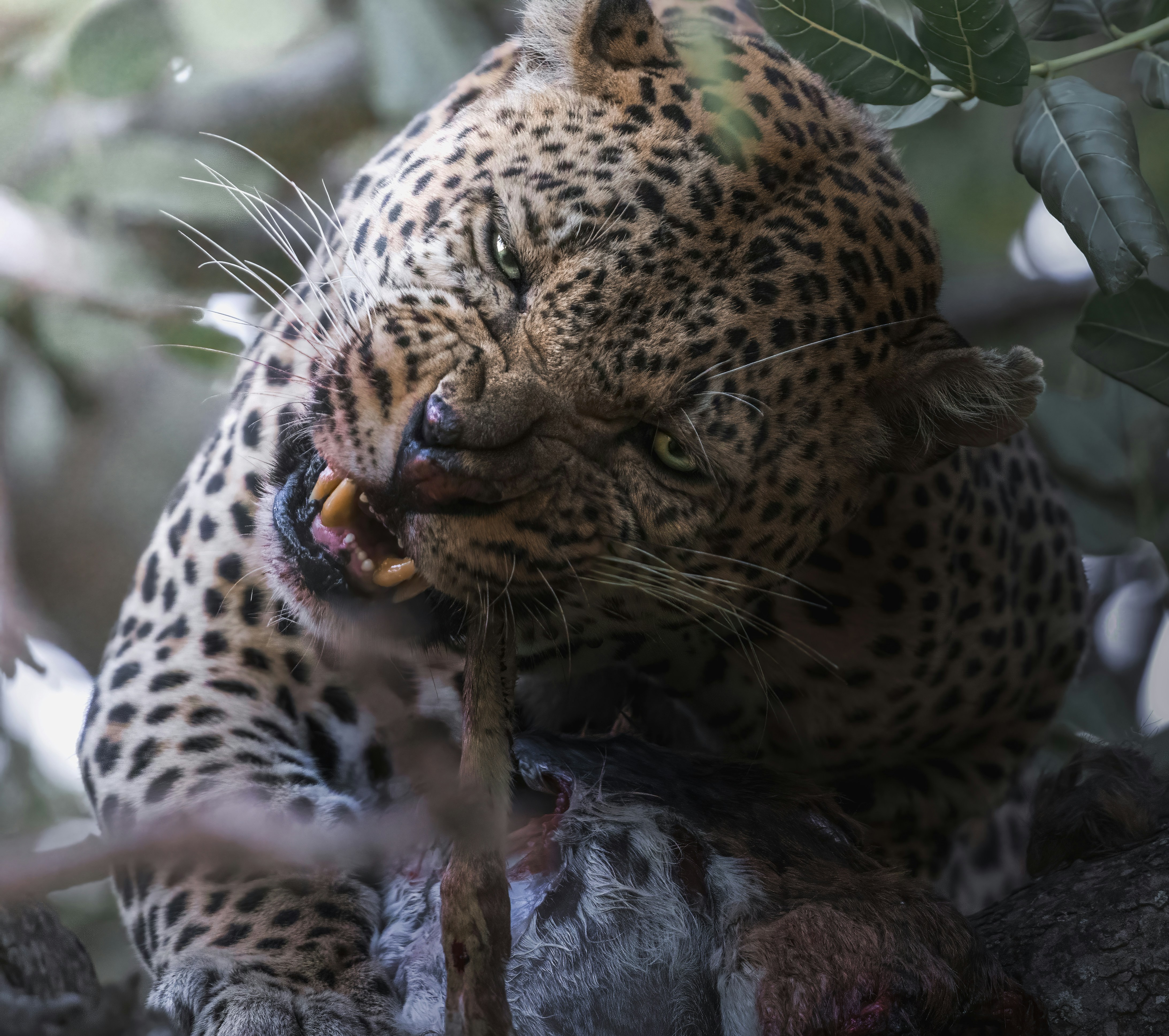 Leopard — wildlife in Tanzania