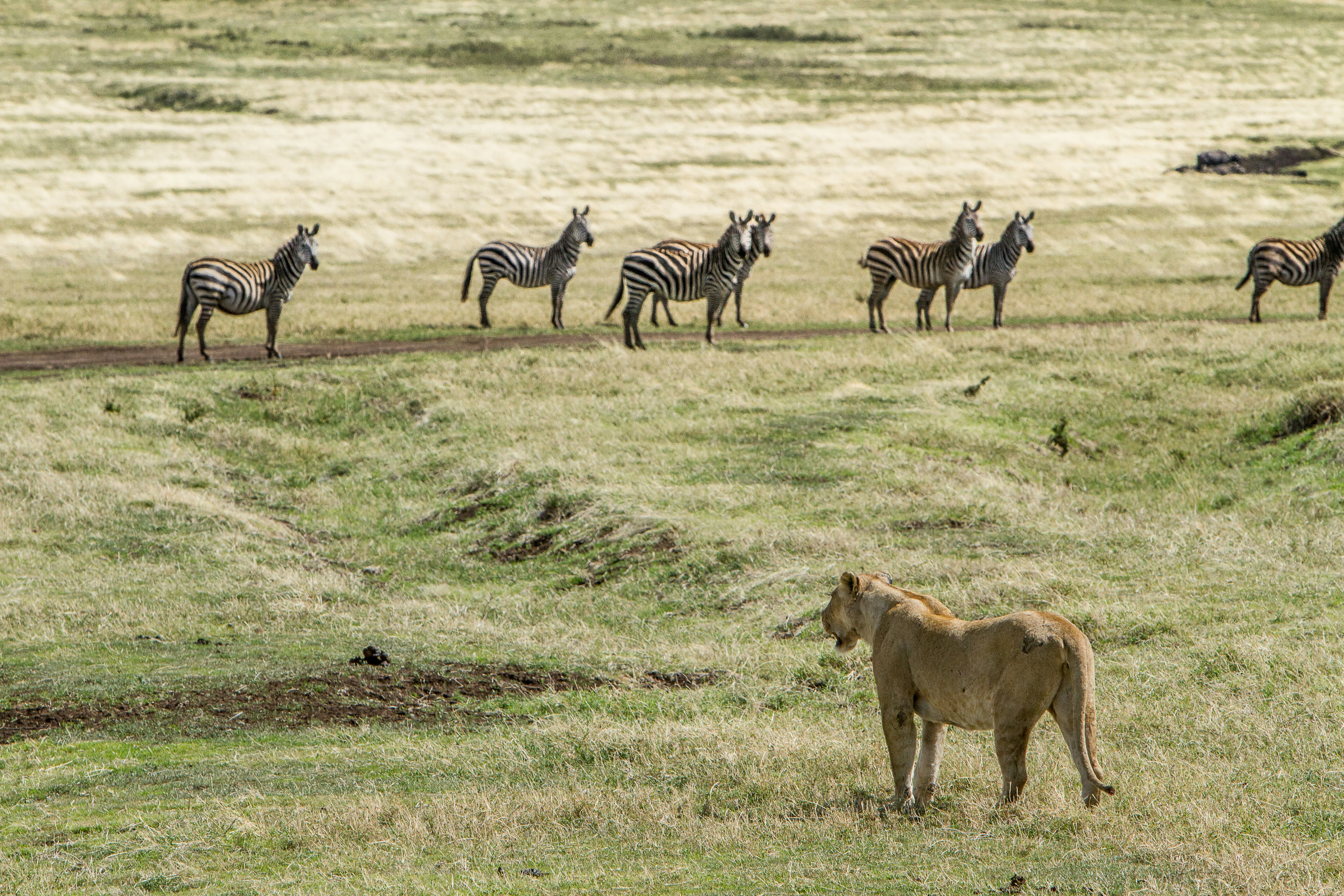 Lion hunting — wildlife in Tanzania