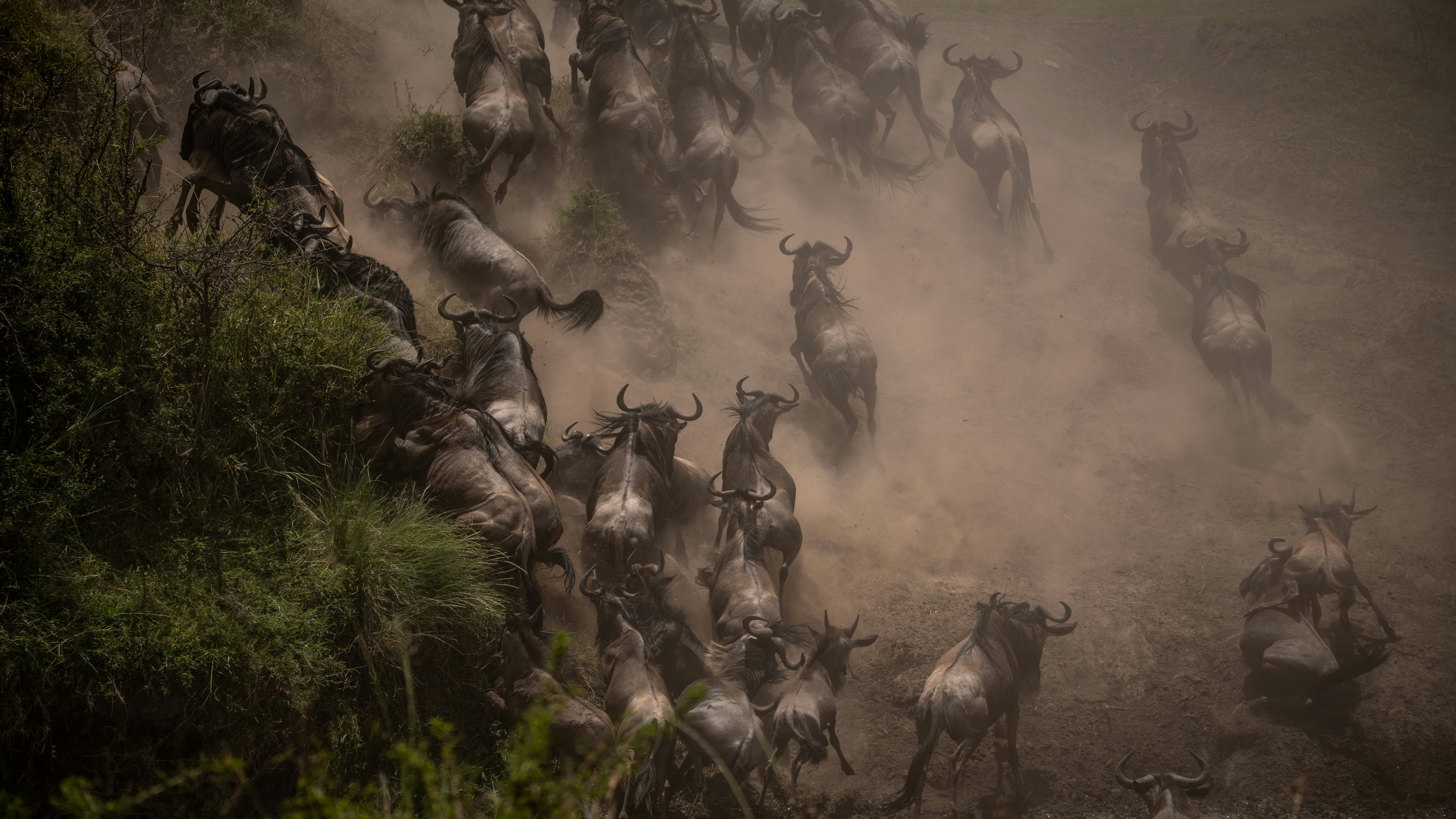 Migration — wildlife in Tanzania